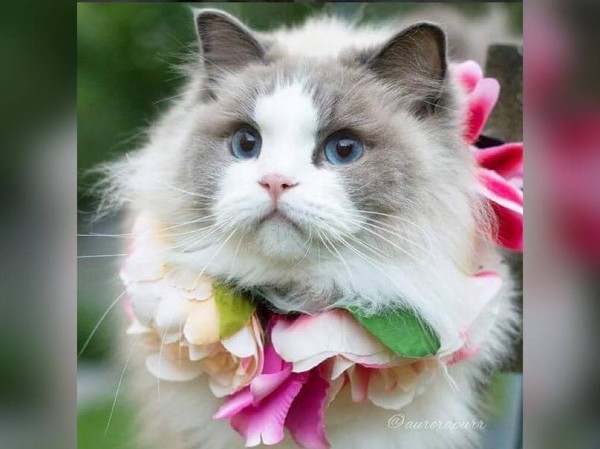 姐就是正!猫公主aurora「蓝色猫眼 雍容猫毛」超吸睛