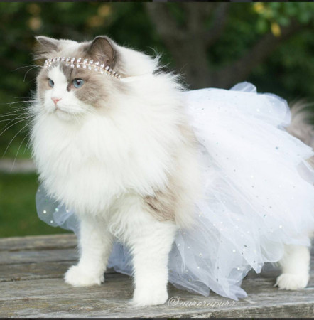 姐就是正!猫公主aurora「蓝色猫眼 雍容猫毛」超吸睛