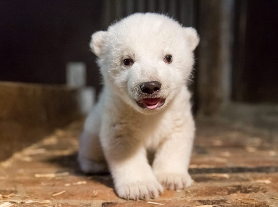 园方近日公开小北极熊照片,呆萌的可爱