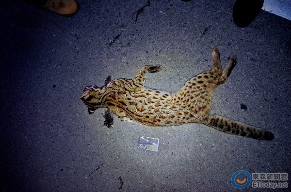 2017第一起!苗栗火炎山石虎又遭路杀 吐血死不瞑目