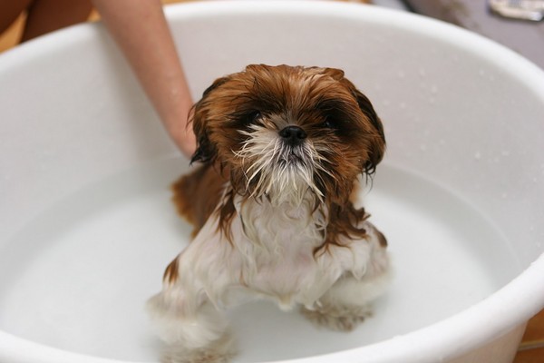 ▲狗洗澡。（圖／取自Pixabay，CC0）