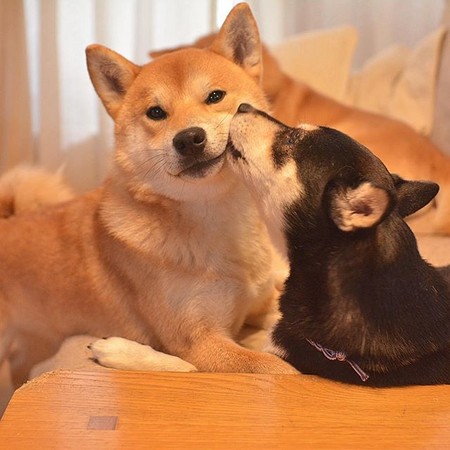 經常分享著三隻柴犬的日常生活,分別為一隻黑柴(花)與兩隻赤柴(丸