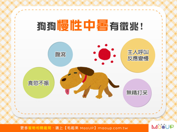 日頭赤炎炎！狗狗慢性中暑的4大徵兆！（圖／毛起來 MaoUp）