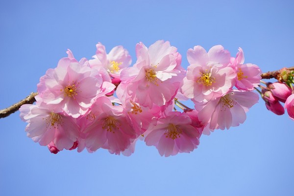▲櫻花示意圖。（圖／翻攝自Pixabay）