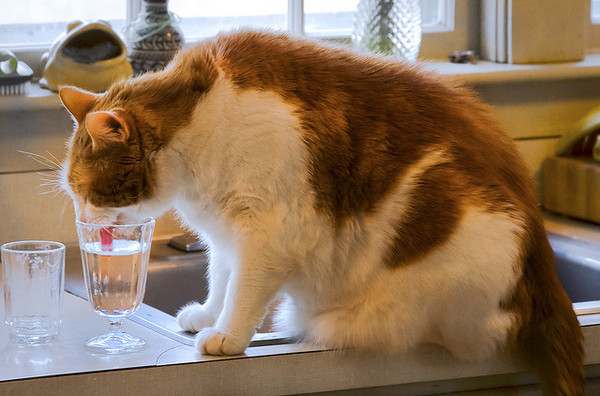 貓貓為什麼喜歡喝主人杯子裡的水？（圖／毛起來 MaoUp）