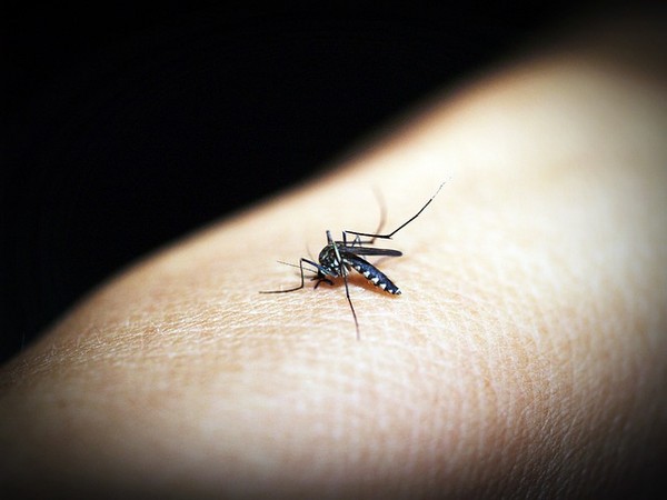 ▲蚊蟲,蚊子,叮咬,驅蟲,精油。（圖／翻攝自pixabay）