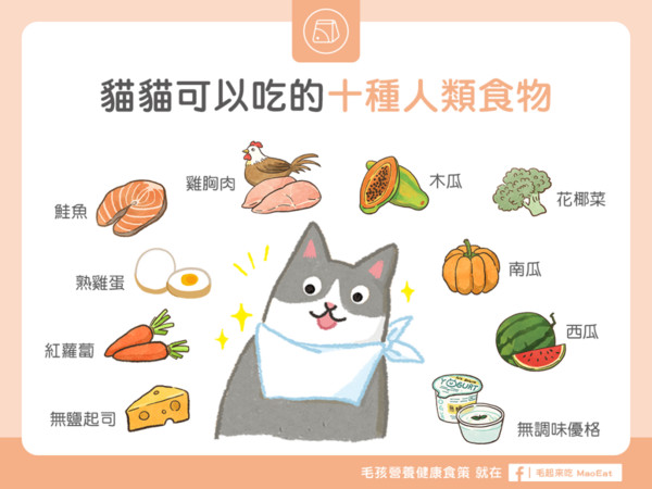 【毛孩食材圖鑑】10種貓貓可以吃的人類食物（圖／毛起來 MaoUp）
