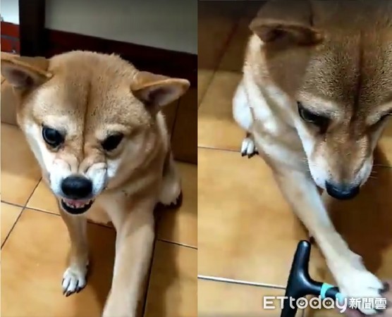 柴柴梳毛「皱脸」森77 一离开又抓妈妈手:别停