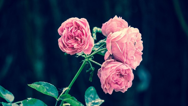 ▲玫瑰花。（圖／翻攝Pixabay）