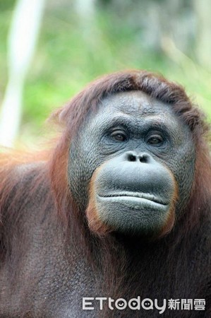 红毛猩猩学保育员「擦玻璃」 园方赞:很努力赚加班费