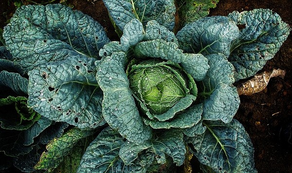 ▲蔬菜,菜園,萵苣,高麗菜。（圖／翻攝自pixabay）