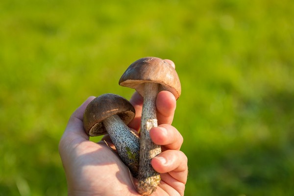 ▲蘑菇。（圖／取自librestock）