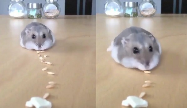 ▲超萌吸塵器!小倉鼠沿「葵瓜子」小徑,一路吃到飽。(圖/翻攝自IG「animalove.co」)