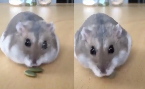 ▲超萌吸塵器!小倉鼠沿「葵瓜子」小徑,一路吃到飽。(圖/翻攝自IG「animalove.co」)