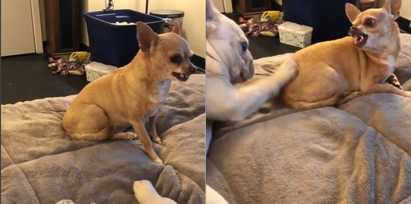 法斗手手不听使唤狂碰同伴屁屁 吉娃娃气噗噗:欠揍吗?