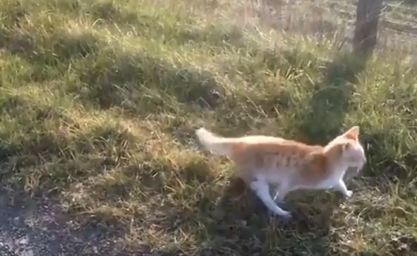 ▲神乎其技！ 貓咪筋軟到立走路…模樣神似鵝。（圖／翻攝自facebook／Animals Planet，下同）