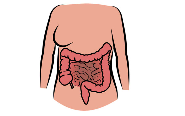 ▲內臟,身體器官,腸胃。（圖／翻攝自pixabay）