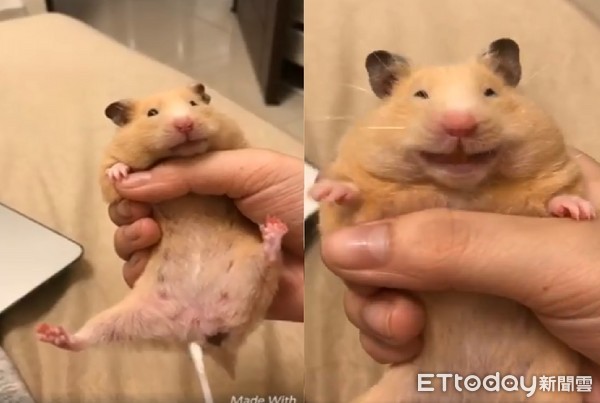 仓鼠露出「谜之灿笑」 妈担心纵欲过度