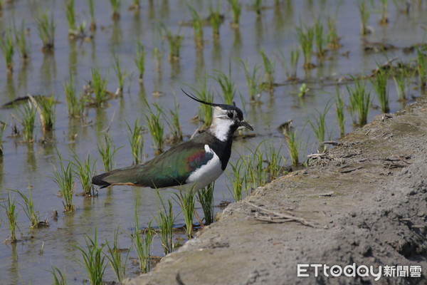 ▲土豆鳥「小辮鴴」。（圖／雲林野鳥學會理事王振芳授權提供。）