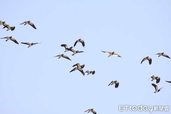 ▲土豆鳥「小辮鴴」。（圖／雲林野鳥學會理事王振芳授權提供。）