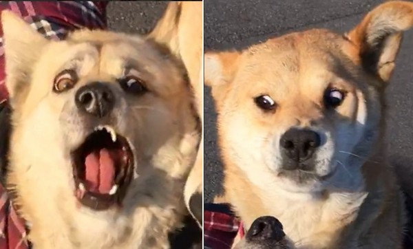 内有崩坏照慎入!柴柴吓到「翻白眼」:本汪形象被你毁了