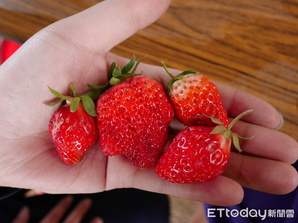 ▲草莓,紅顏草莓。（圖／記者彭懷玉攝）
