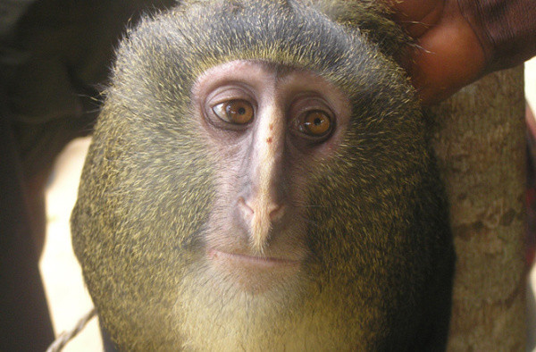 勒苏拉猴 cercopithecus lomamiensis 它们生活在非洲刚果,雄性有著