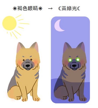 【夜間限定小觀察】ㄟ～狗狗眼睛發光的顏色居然不一樣？！（圖／毛起來 MaoUp）