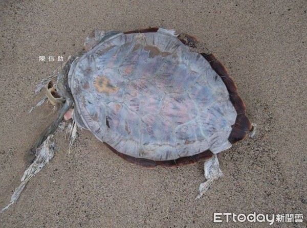 ▲清出38.2公噸垃圾！每年釀海龜枉死，「請停止一次性塑膠製品」（圖／網友陳信助提供，請勿隨意翻拍，以免侵權。）