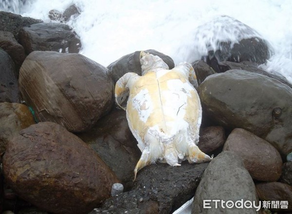 ▲清出38.2公噸垃圾！每年釀海龜枉死，「請停止一次性塑膠製品」（圖／網友陳信助提供，請勿隨意翻拍，以免侵權。）