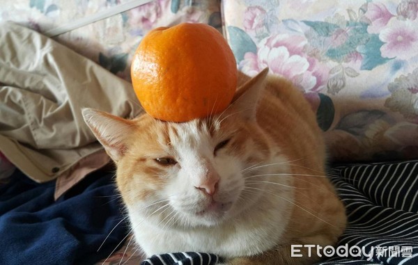 昨晚喝多了.壮壮橘猫趴坐垫晒日光浴!网晕:愿意被它压