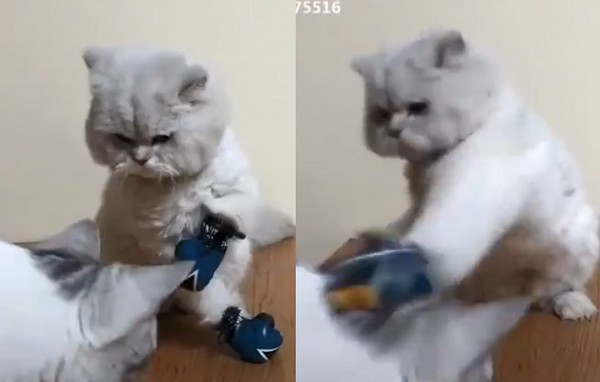 再看巴蕊!猫皇「见小转生气」 喵拳伺候路过好