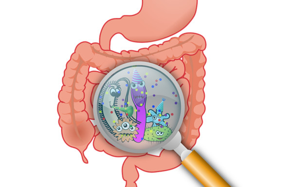 ▲腸胃,消化道,益生菌,拉肚子,便秘,腸,消化系統。（圖／翻攝自pixabay）