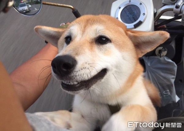 柴柴「瞪眼张嘴」啊～爽到被石化了