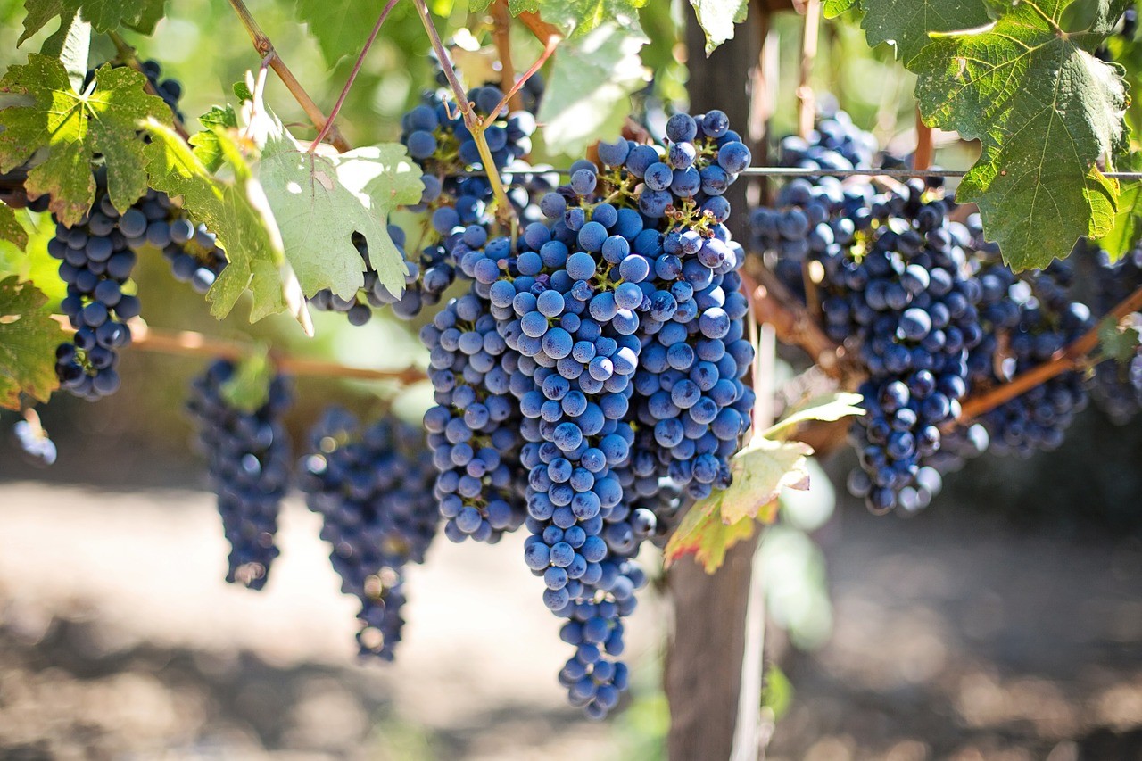 ▲葡萄,grape（圖／翻攝自Pixabay）