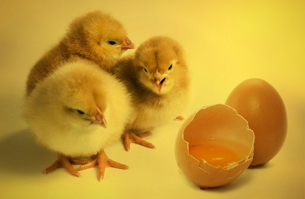 ▲蛋殼,小雞,孵化,蛋。（圖／翻攝自pixabay）