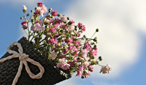 ▲雛菊,花朵,菊花,罌粟,植物,花。（圖／翻攝自pixabay）