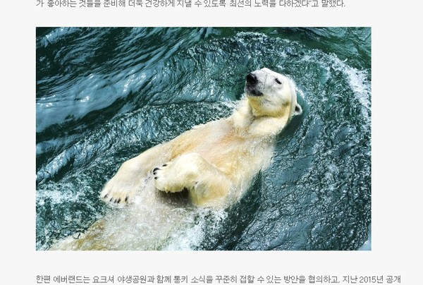 ▲北極熊,白熊,退休,南韓,愛寶樂園。（圖／翻攝自Everland官網）