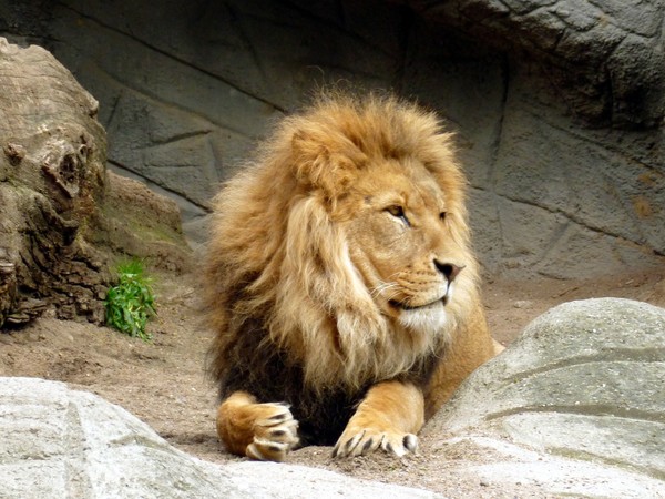 ▲▼獅子。（圖／翻攝自Pixabay。）
