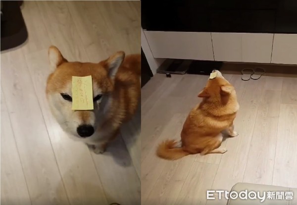 柴柴被贴「乖柴符」定格 网笑:团购100张谢谢