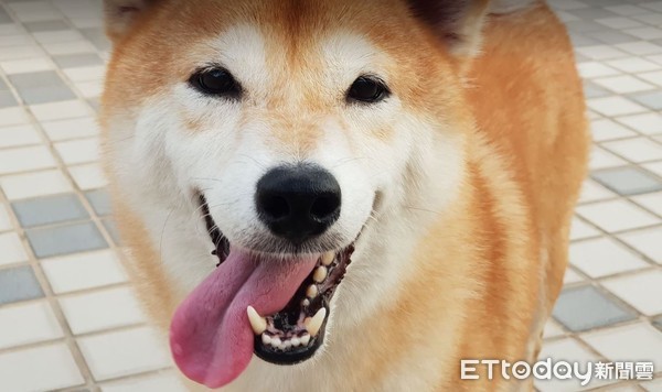 柴柴被贴「乖柴符」定格 网笑:团购100张谢谢