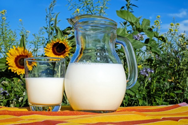 ▲牛奶,向日葵 。（圖／取自免費圖庫Pixabay）