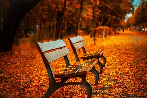 ▲秋天,楓葉,長椅,公園,落葉,浪漫。（圖／取自免費圖庫Pixabay）