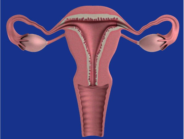 ▲子宮,卵巢。（圖／取自免費圖庫pixabay）