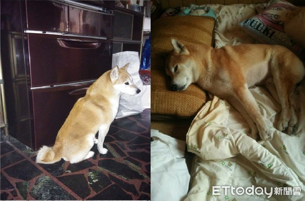 为什么有人喜欢虐狗 d3567227.jpg