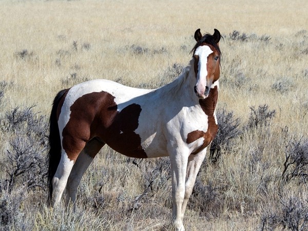▲▼野外的馬。（圖／示意圖／取自免費圖庫Pixabay）