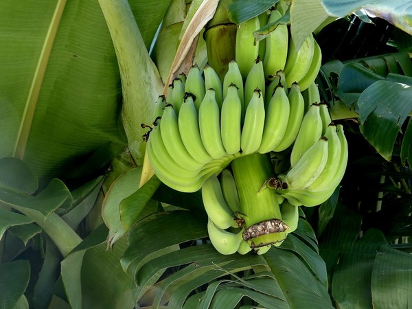 ▲生香蕉,綠皮香蕉。（圖／取自免費圖庫Pixabay）