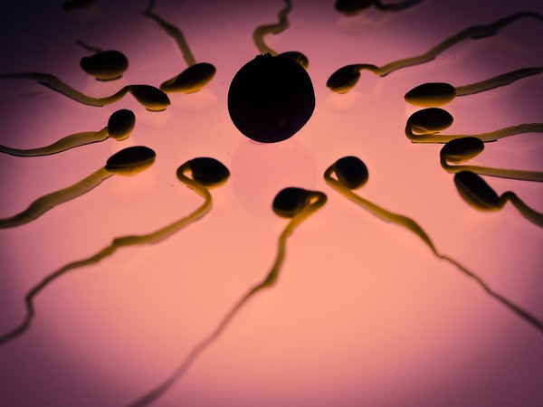 ▲▼精子,卵子,潤滑液,懷孕。（圖／翻攝自pixabay）