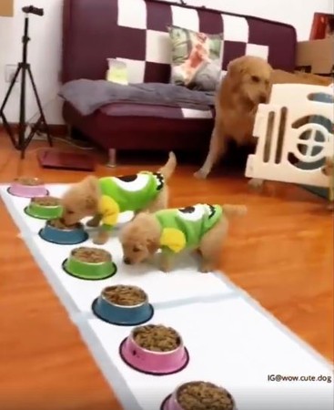 ▲吃飯囉！阿金媽媽開門「7隻幼幼衝出」　一字排開啃飼料。（圖／翻攝自IG@wow.cute.dog）