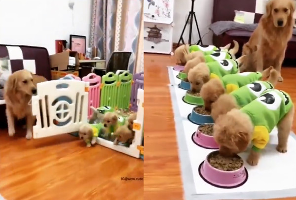 ▲吃飯囉！阿金媽媽開門「7隻幼幼衝出」　一字排開啃飼料。（圖／翻攝自IG@wow.cute.dog）